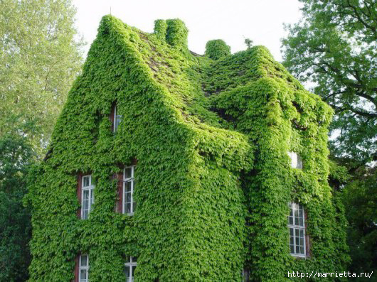 Плющ обыкновенный - Hedera helix L.