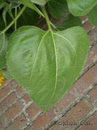 Արևածաղիկ -  Подсолнечник - Helianthus