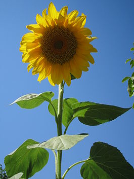 Արևածաղիկ -  Подсолнечник - Helianthus_ru.wikipedia.org