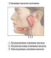 Профилактика кариеса: обнаружены новые защитные свойства слюны