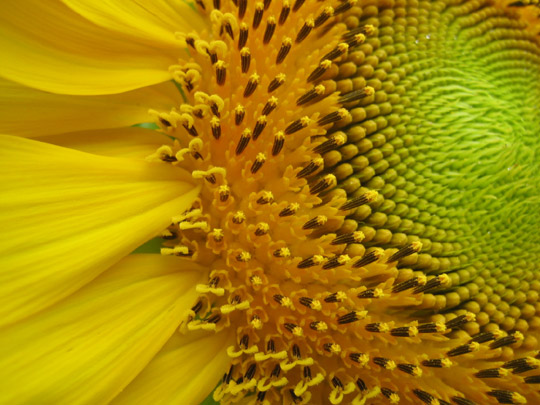 Արևածաղիկ -  Подсолнечник - Helianthus