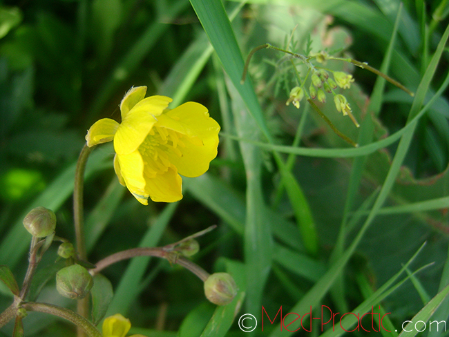 Գորտնուկ (Հրանուկ) - Лютик (Едкиж) - Buttercup (Ranunculus)