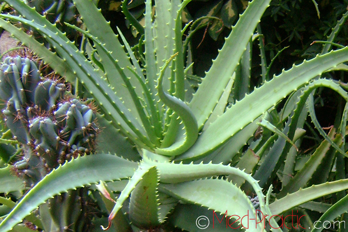 Հալվե – Алоэ - Aloe