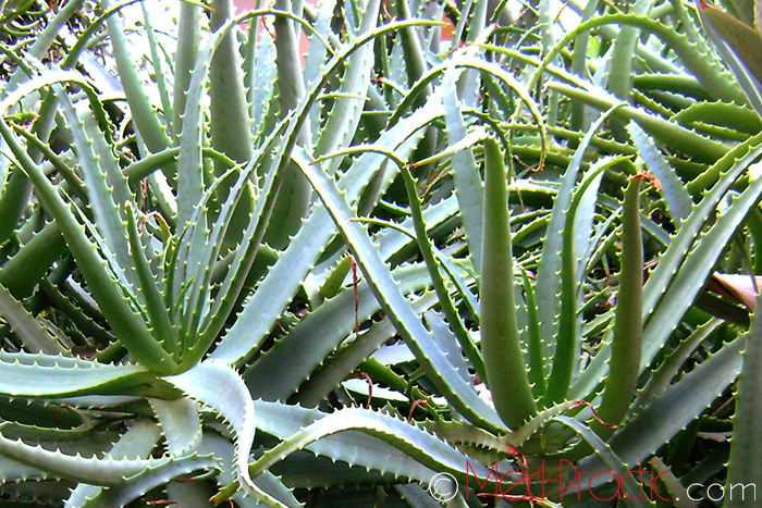 Հալվե – Алоэ - Aloe