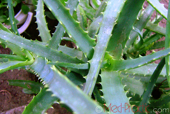 Հալվե – Алоэ - Aloe