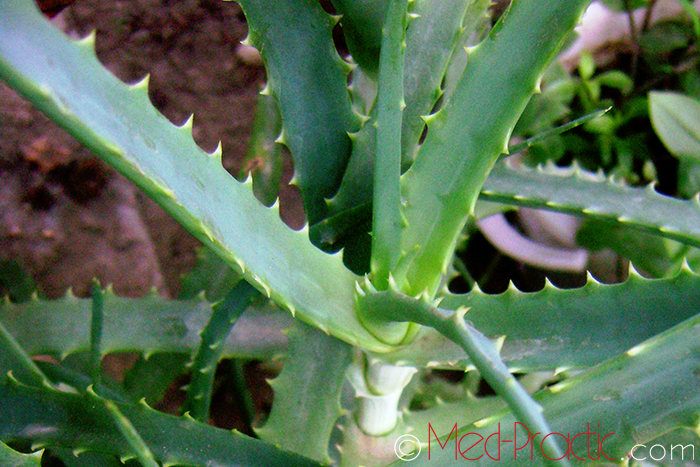 Հալվե – Алоэ - Aloe