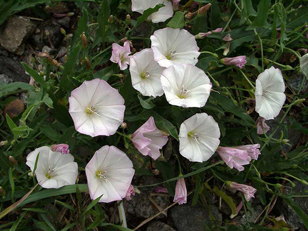 Вьюнок полевой- Field Bindweed