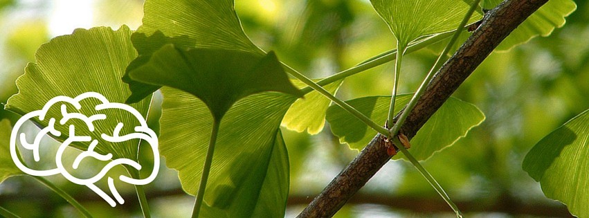 3. Гинкго билоба