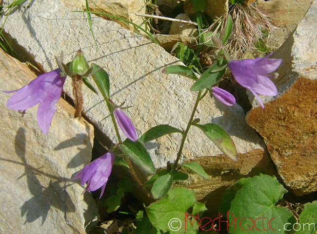 Զանգակ-ծաղիկ - Колокольчик - Campanula