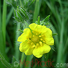 Մատնունի  Лапчатка  Cinquefoil Potentilla