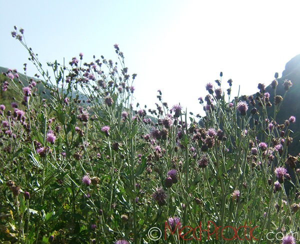 Դաշտափուշ - Бодяк  - Cirsium