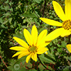 Գետնախնձոր - Топинамбур - Helianthus tuberosus