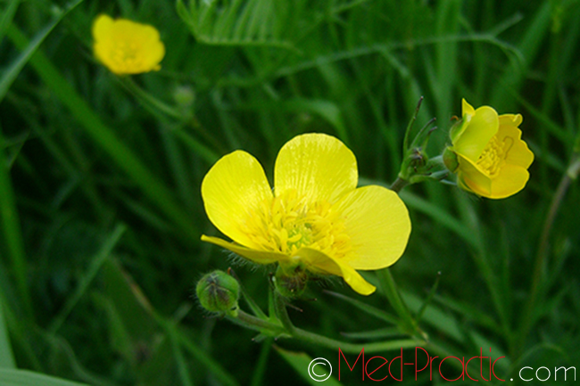 Գորտնուկ (Հրանուկ) - Лютик (Едкиж) - Buttercup (Ranunculus)