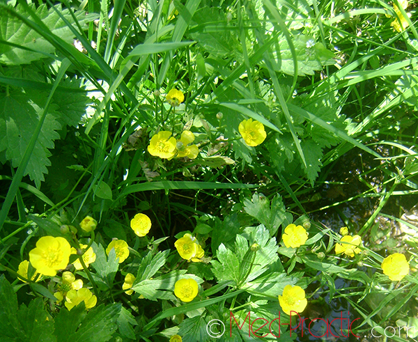 Գորտնուկ (Հրանուկ) - Лютик (Едкиж) - Buttercup (Ranunculus)
