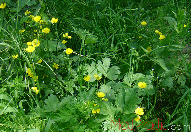 Գորտնուկ (Հրանուկ) - Лютик (Едкиж) - Buttercup (Ranunculus)