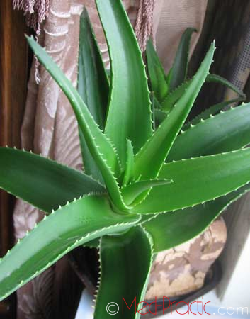 Հալվե – Алоэ - Aloe