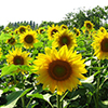 Արևածաղիկ -  Подсолнечник - Helianthus