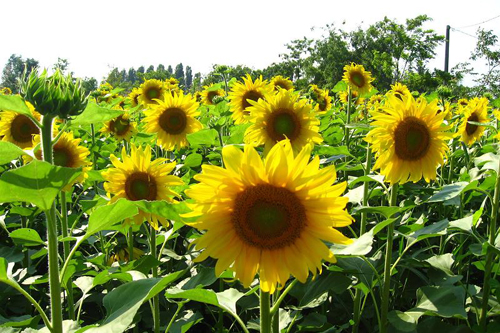 Արևածաղիկ -  Подсолнечник - Helianthus