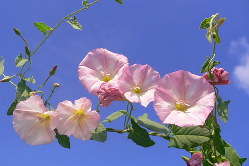 Вьюнок полевой- Field Bindweed