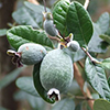 Ֆեյխոա - Фейхоа - Feijoa