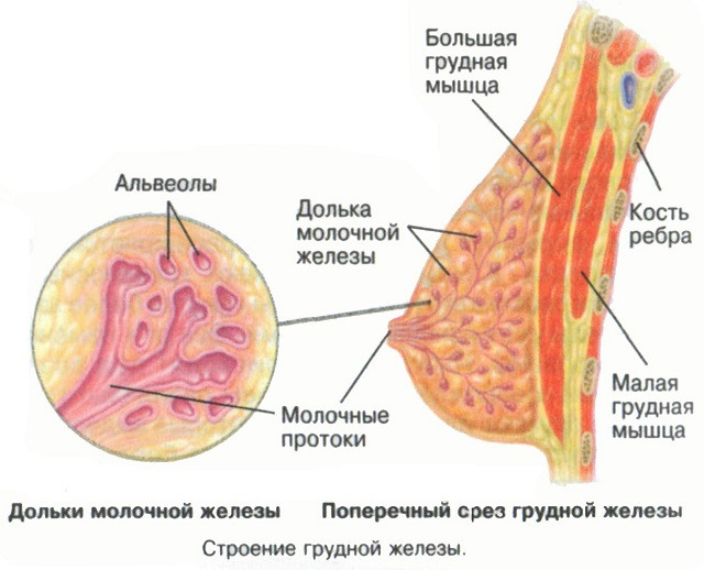 рак груди