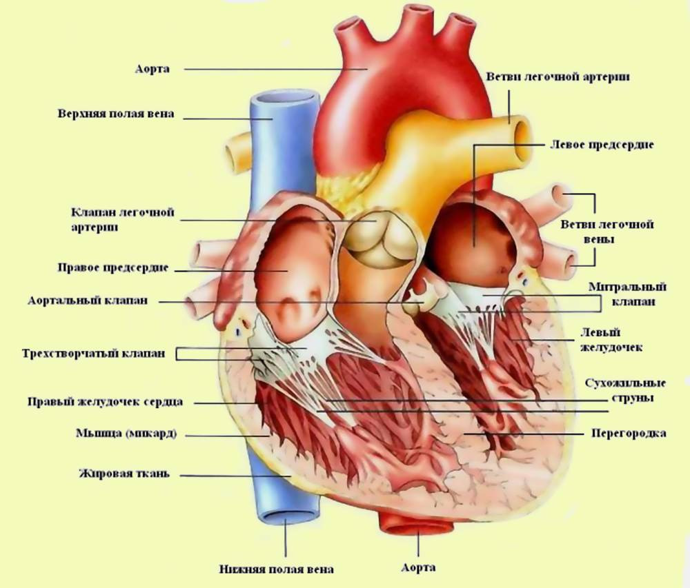 Есть ли секс после инфаркта?