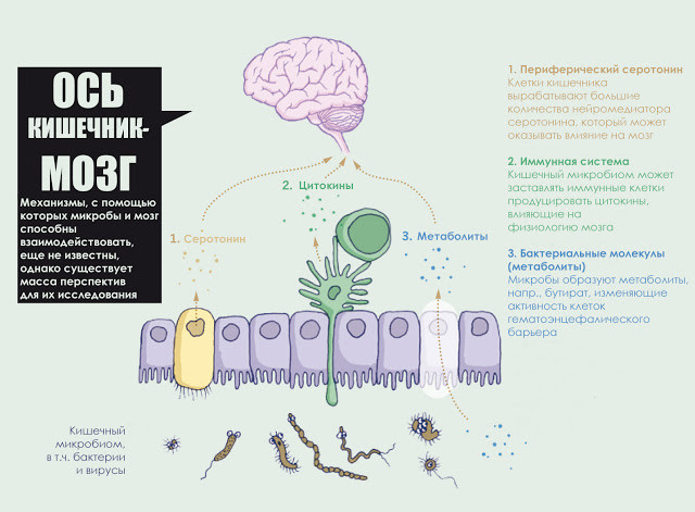 Кишечник и мозг