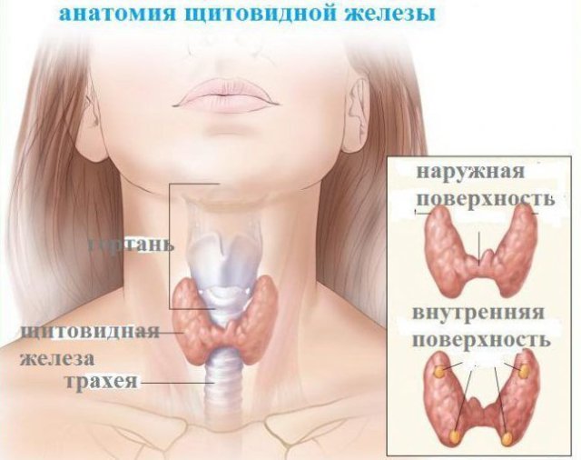 Опухолевые узлы щитовидной железы