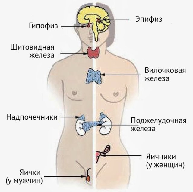 Железы внутренней секреции