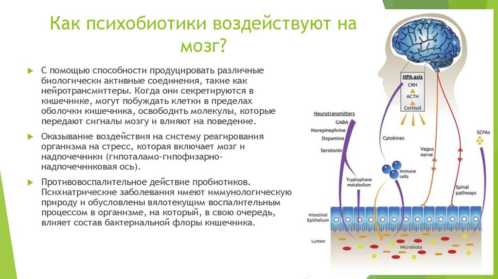 Кишечник – Второй мозг человека. Интервью физиолога Марко Радо 