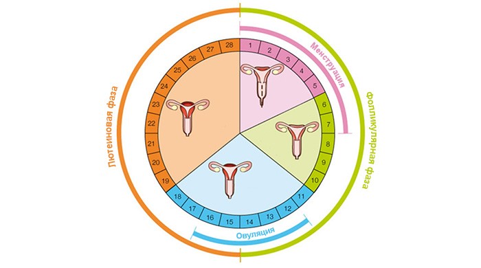  Фазы менструального цикла 
