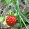 Գետնամորի անտառային - Земляника лесная - Fragaria vesca L.