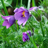 Քնախոտ - Прострел - Pulsatilla Adans.