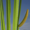 Խնկեղեգ եղեգնային - Аир тростниковый - Acorus calamus L.