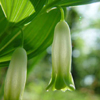 Սինդրիկ - Купена - Polygonatum Adans